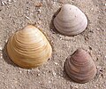 * Nomination Cerastoderma glaucum shell --Butko 20:21, 17 October 2009 (UTC) * Promotion Good as a photo. The description page seems a bit minimalistic though. --Johannes Robalotoff 16:47, 18 October 2009 (UTC)