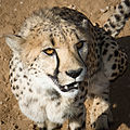 * Nomination Cheetah in Namibia --Ikiwaner 18:43, 22 October 2009 (UTC) * Promotion  Comment Out of interest, why was this image cropped so hard on the legs and tail? --99of9 23:46, 22 October 2009 (UTC) Comment Rule of thirds-placement of the eyes, Viewpoint: A subject can be rendered more dramatic when it fills the frame --Ikiwaner 09:23, 24 October 2009 (UTC) I like the crop. -- H005 20:25, 24 October 2009 (UTC)