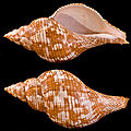 * Nomination Fasciolaria tulipa - side face from the same specimen - - Size 15cm --Archaeodontosaurus 16:32, 9 October 2009 (UTC) * Promotion Good. --Johannes Robalotoff 19:42, 9 October 2009 (UTC)