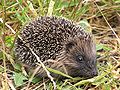 * Nomination Young hedgehog. Karori, Wellington, New Zealand. Photo by Tony Wills nominated by -- George Chernilevsky 07:06, 8 October 2009 (UTC) * Promotion Good. - Darius Bauzys 09:49, 8 October 2009 (UTC)